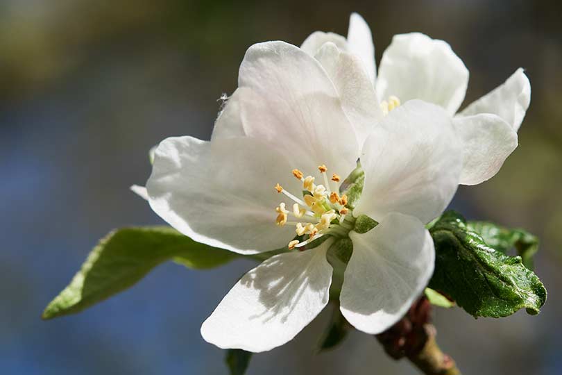 Apfelblüte Makro